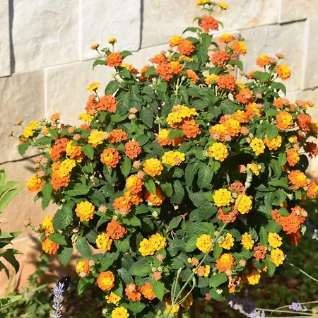 Apartamento Marlin Blue *