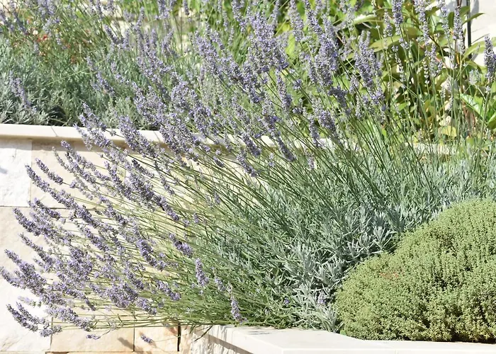 Marlin Blue * ドゥブロブニク