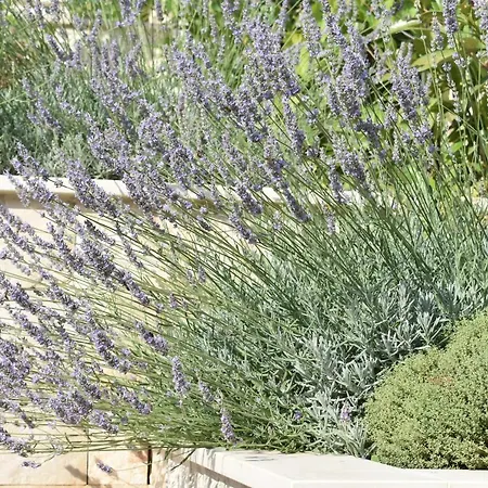 Marlin Blue * Dubrovnik